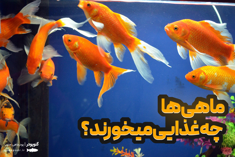 ماهی ها چه غذایی می خورند؟