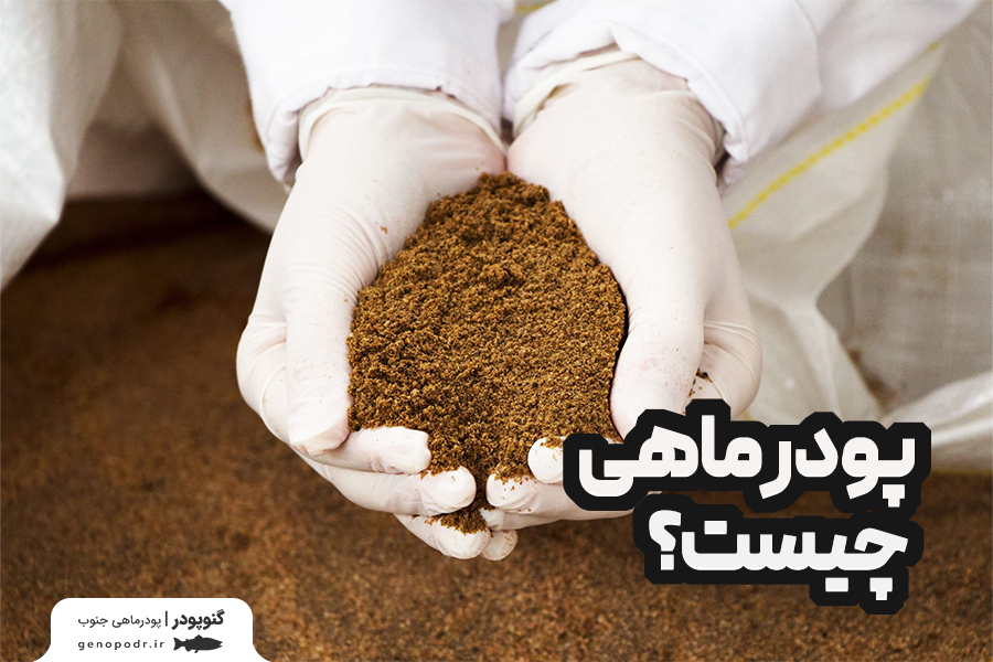 پودر ماهی چیست؟ + 10 خاصیت و کاربرد آن