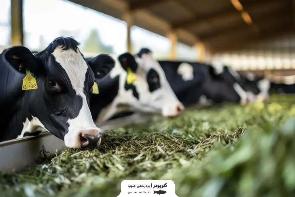 علت کم شدن شیر گاو