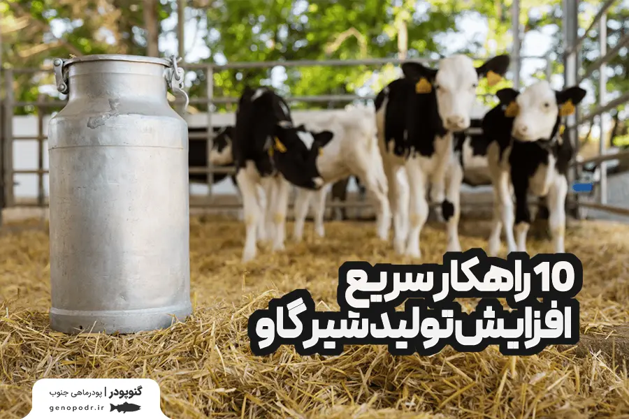 10 راهکار سریع و واقعی برای افزایش تولید شیر گاو